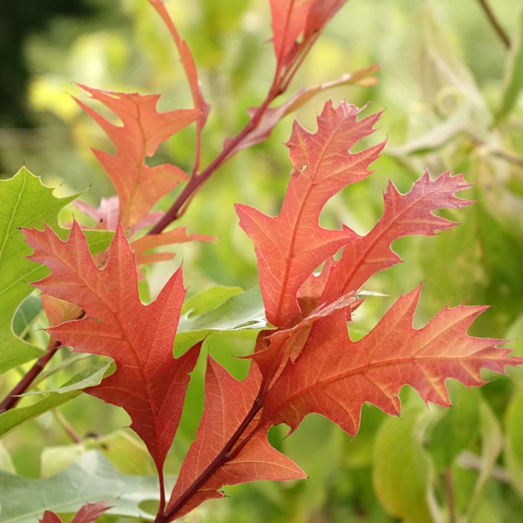 Quercus texana New Madrid - Quercia