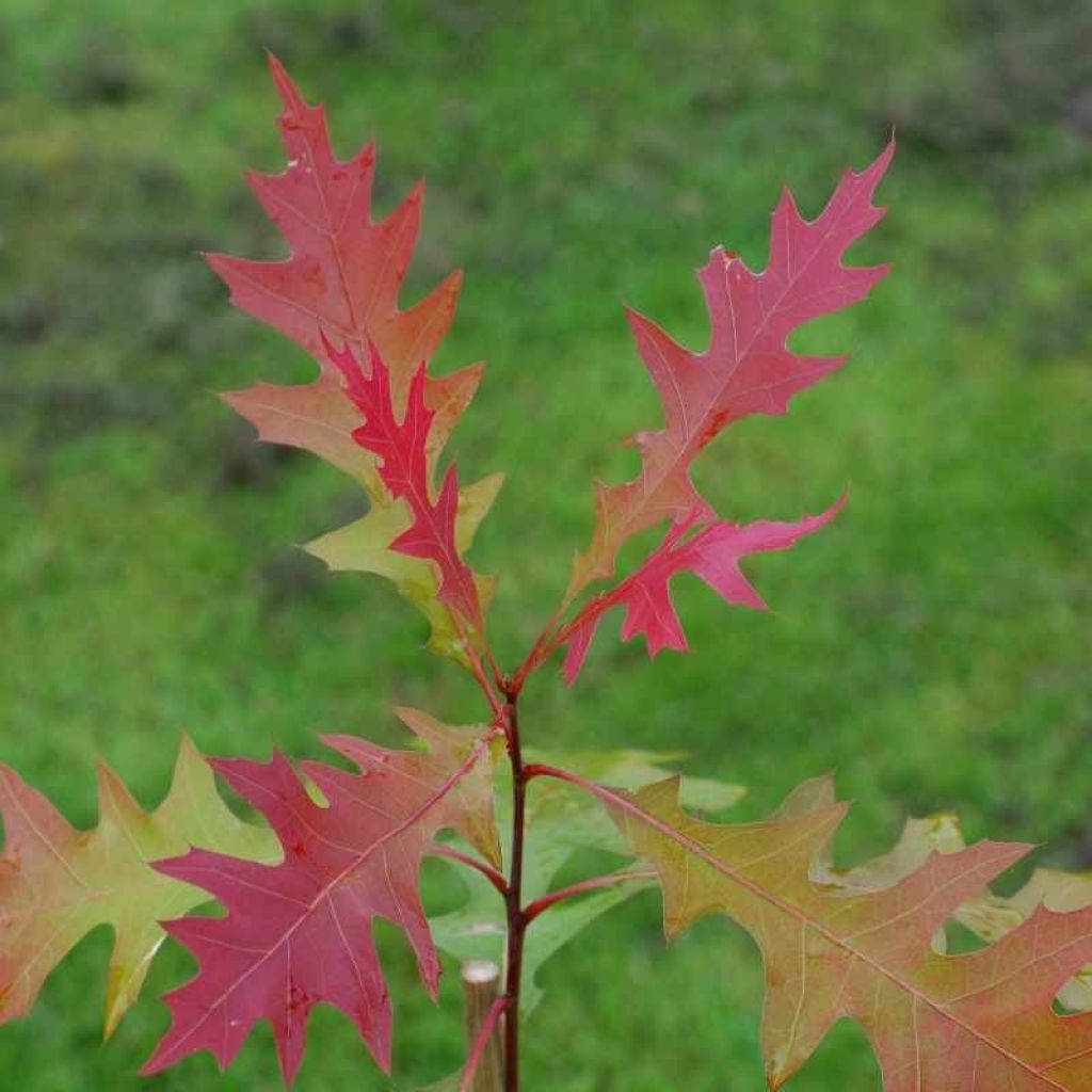 Quercus texana New Madrid - Quercia