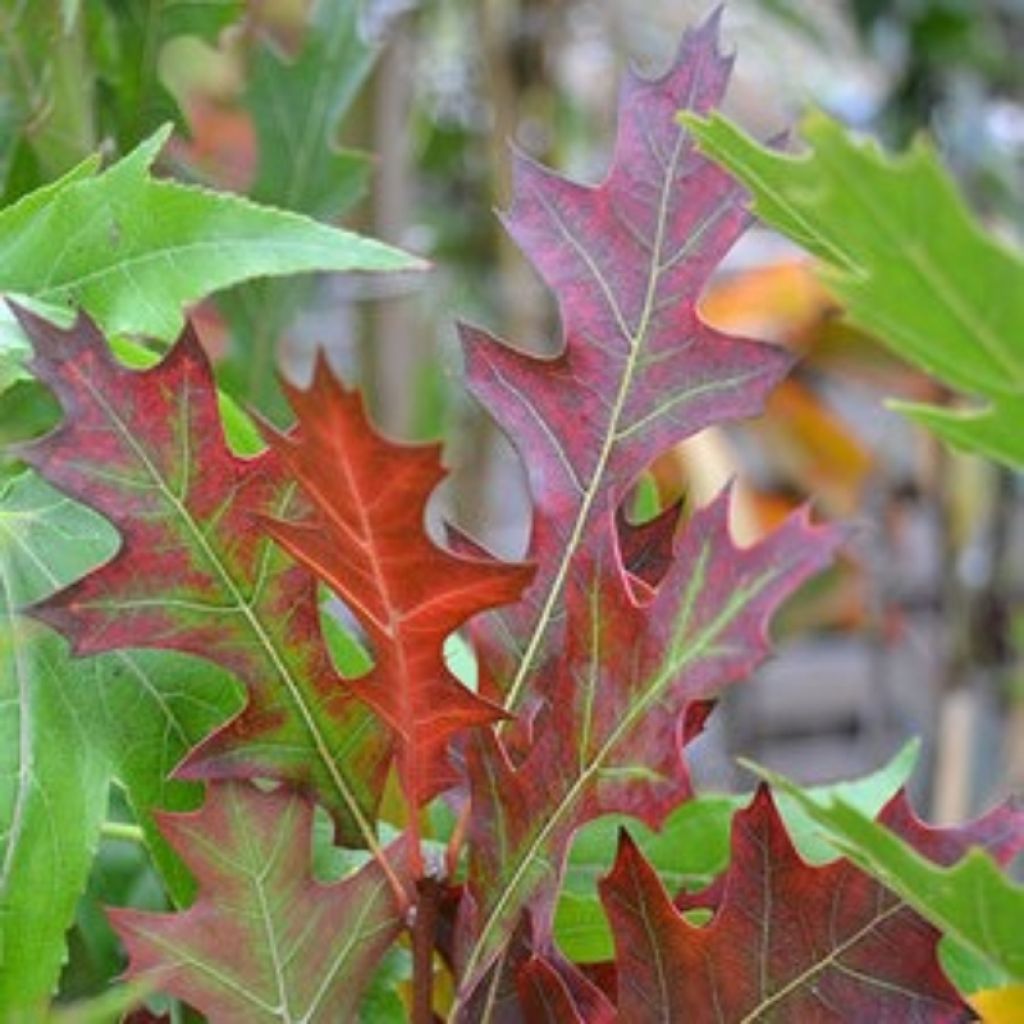 Quercus texana New Madrid - Quercia