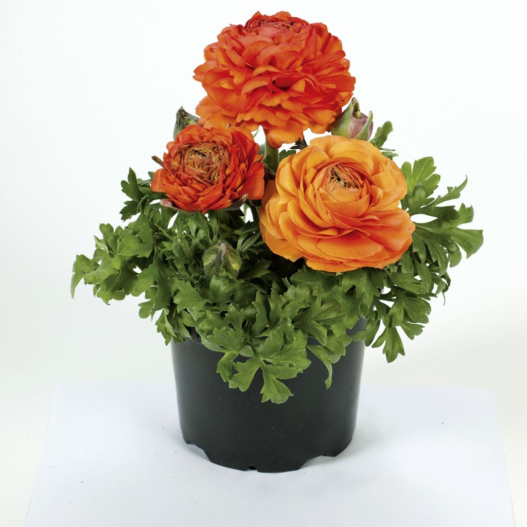 Renoncule des fleuristes Vortex F1 Orange - Ranunculus hybrida