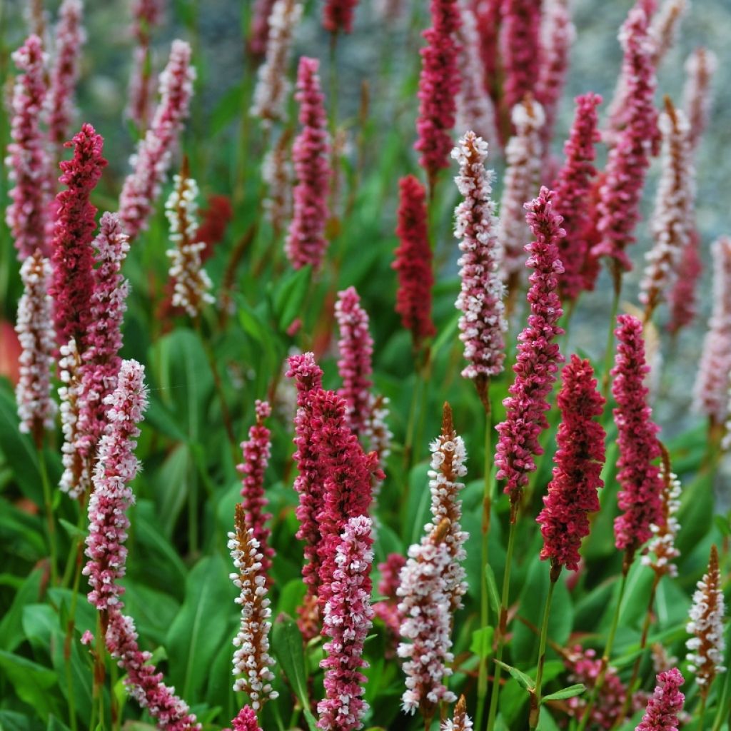 Persicaria affinis Darjeeling Red