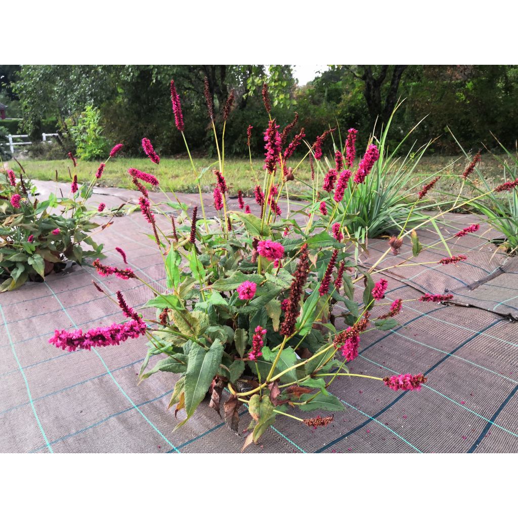 Persicaria amplexicaulis Fat Domino