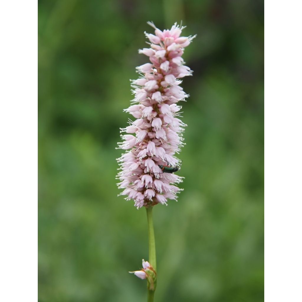 Persicaria bistorta Superba - Bistorta