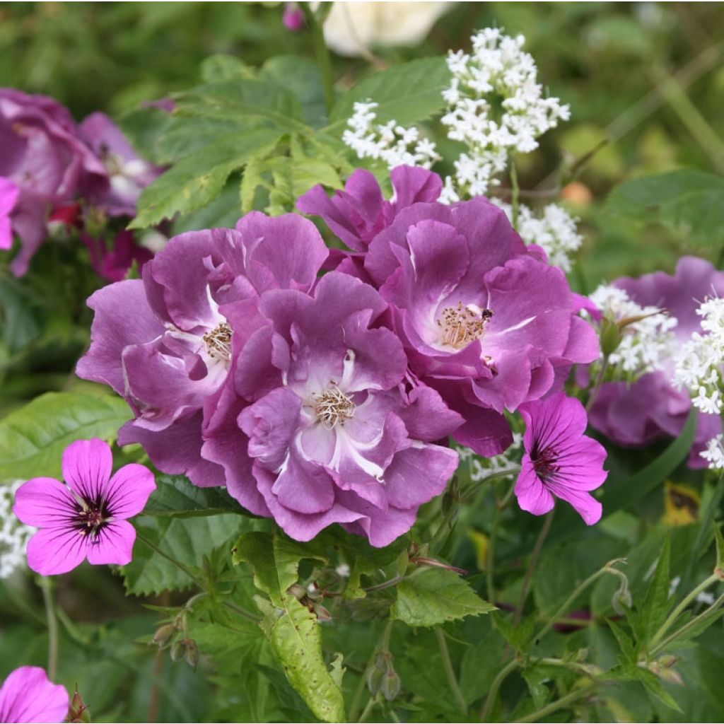 Rosa Floribunda Rhapsody In Blue