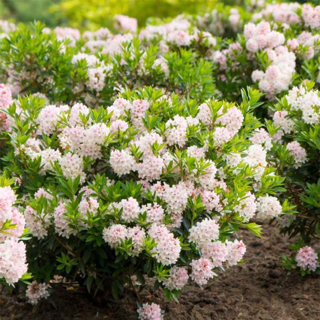 Rhododendron INKARHO Bloombux