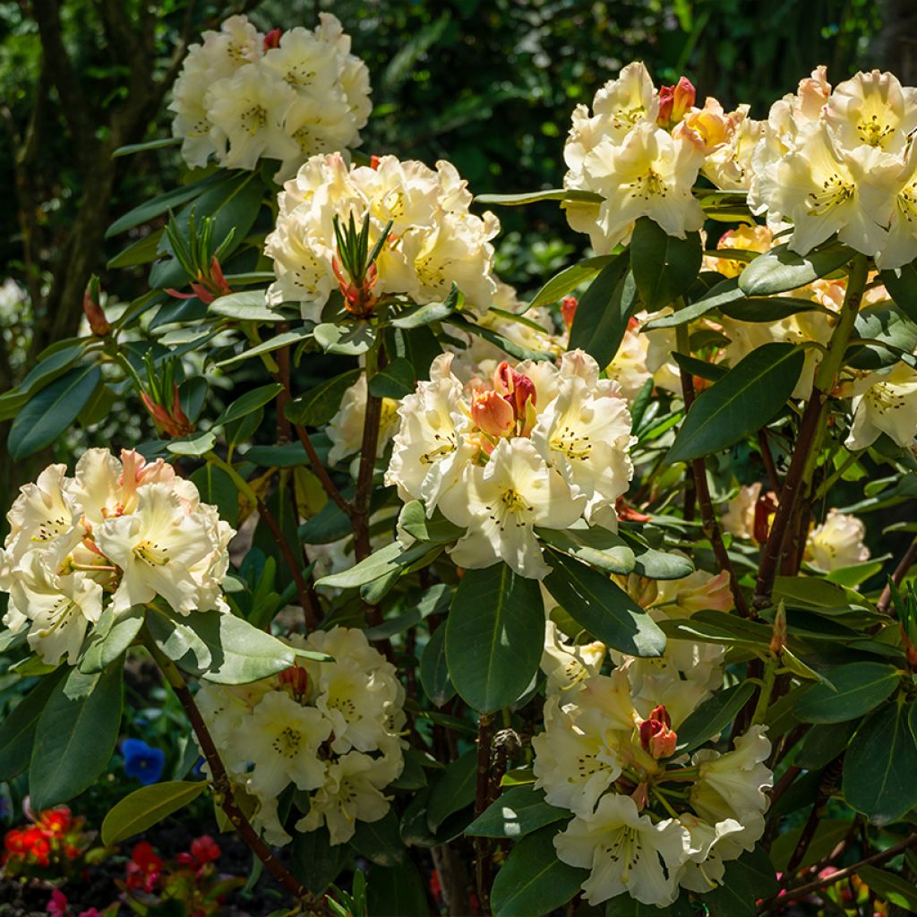 Rhododendron yakushimanum Golden Torch