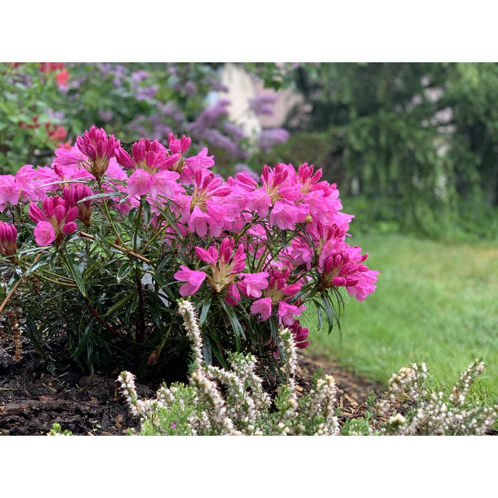 Rhododendron Rhododendron Graziella