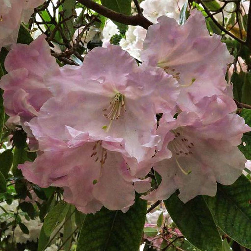 Rhododendron loderi King George