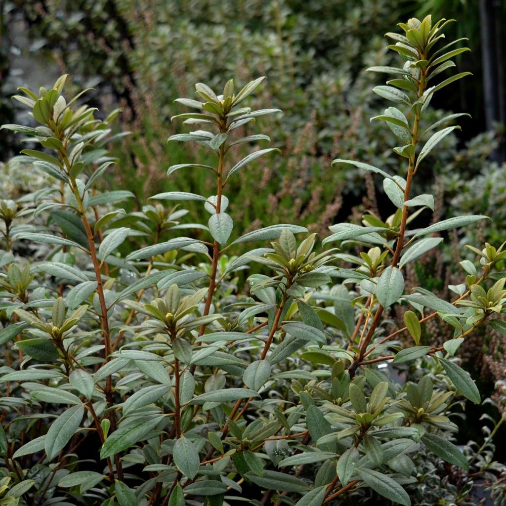 Rhododendron Saffron Queen - Rhododendron nain