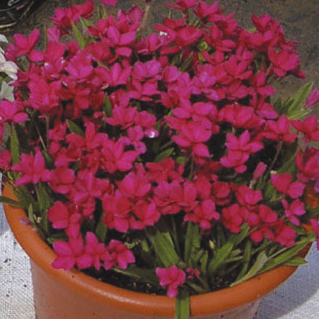 Rhodohypoxis Red King