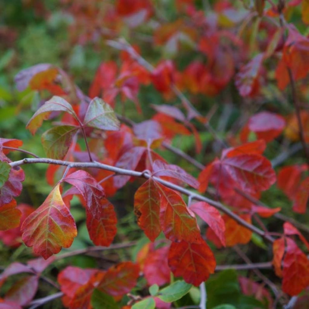 Rhus aromatica Gro-Low - Sommaco aromatico