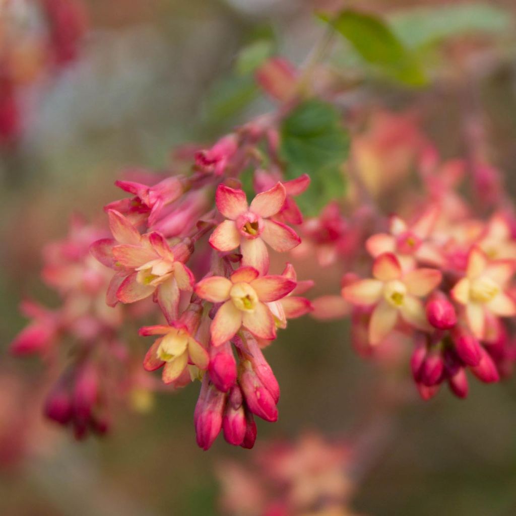 Ribes gordonianum