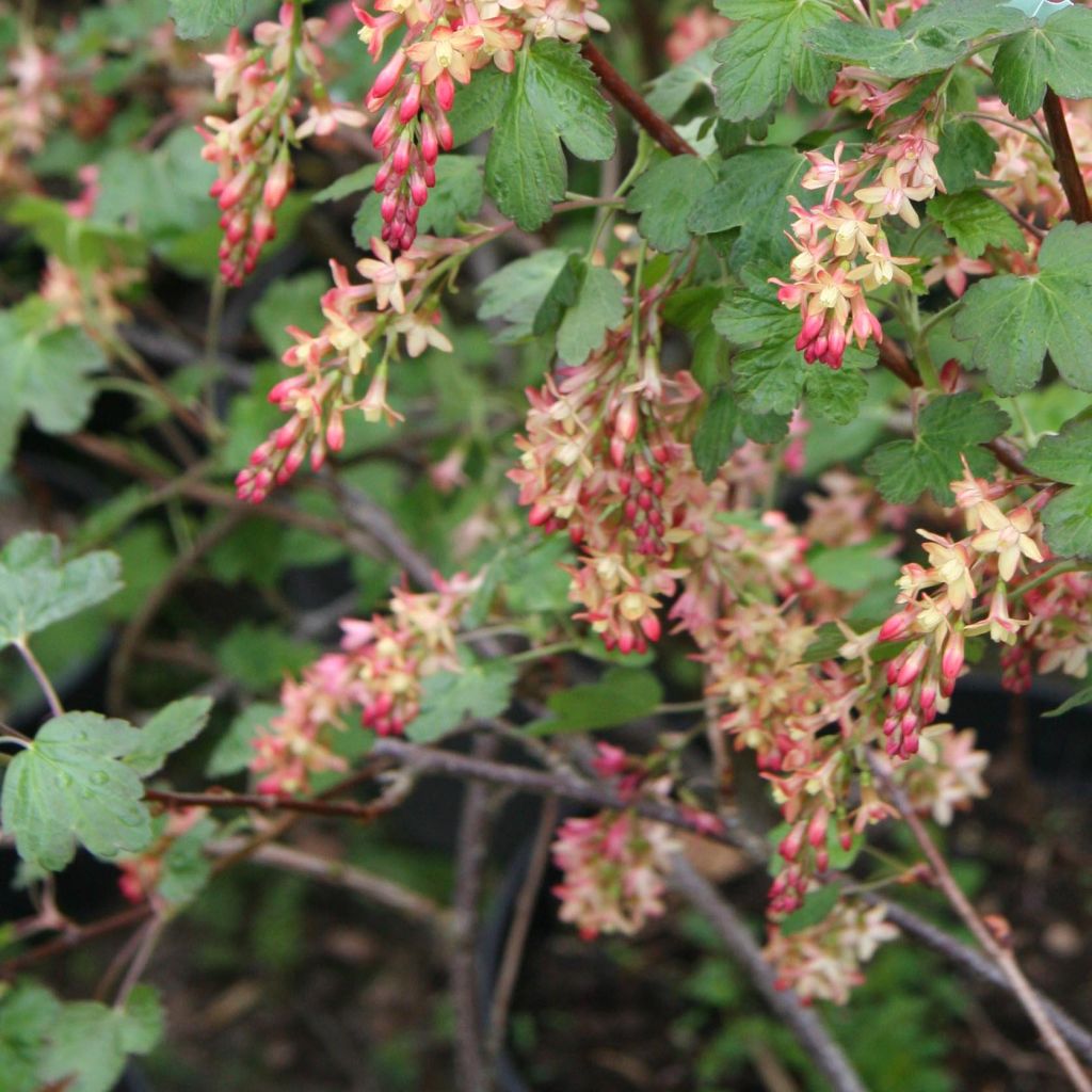 Ribes gordonianum