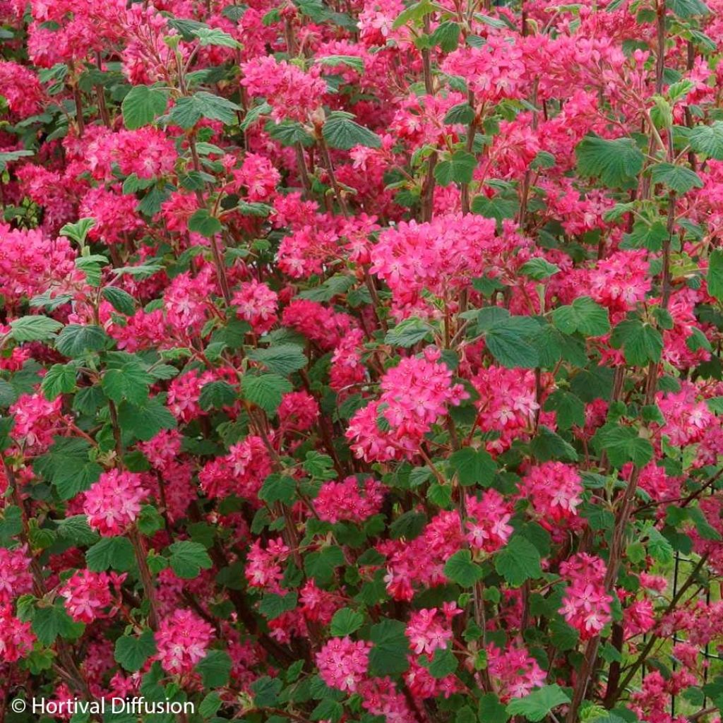 Ribes sanguigno Red Bross