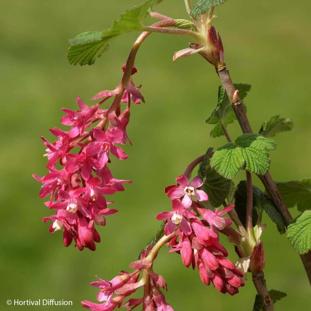 Ribes sanguigno Red Bross