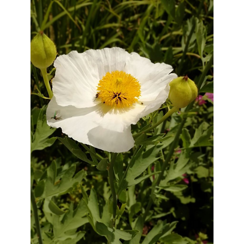 Romneya coulteri