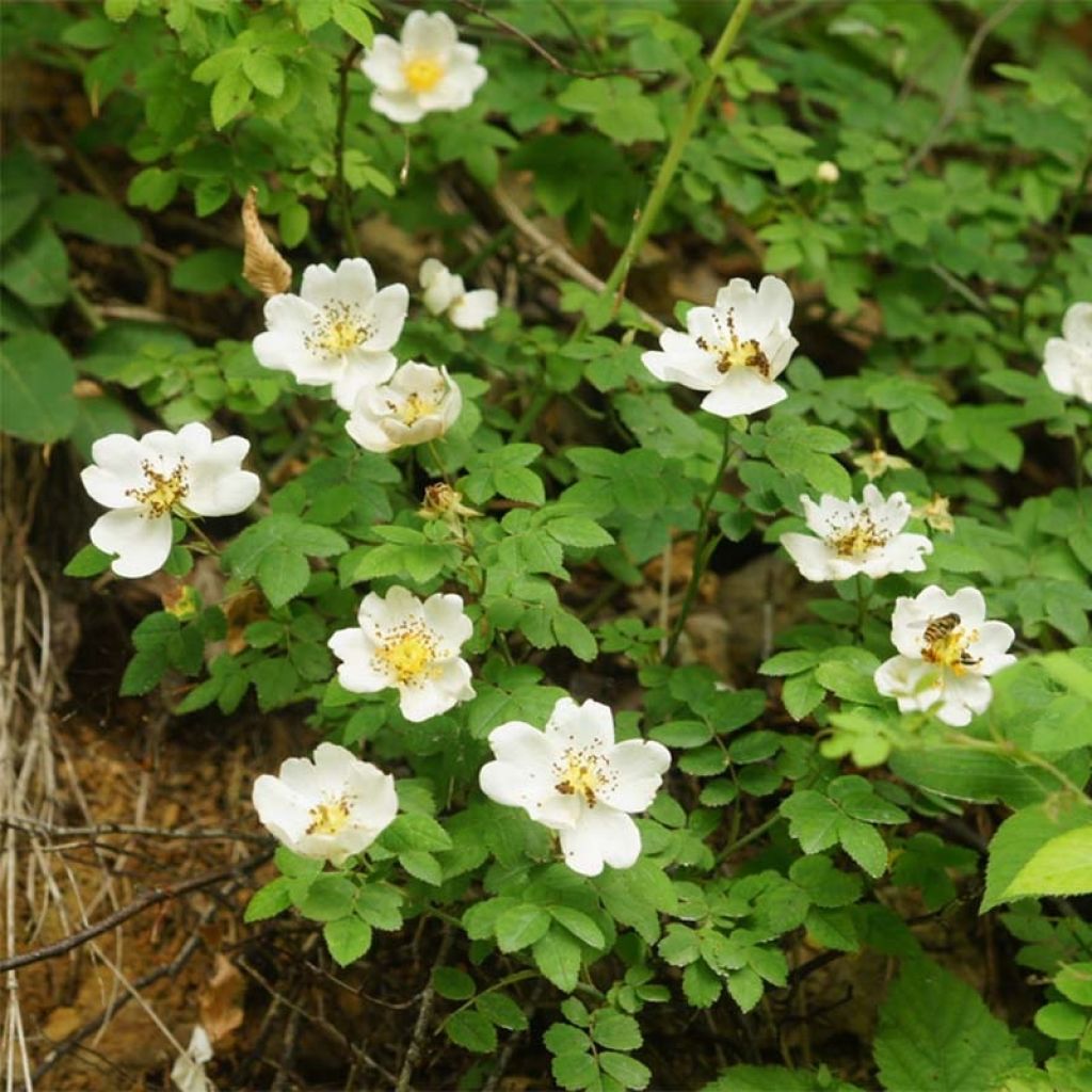 Rosa arvensis - Rosa cavallina