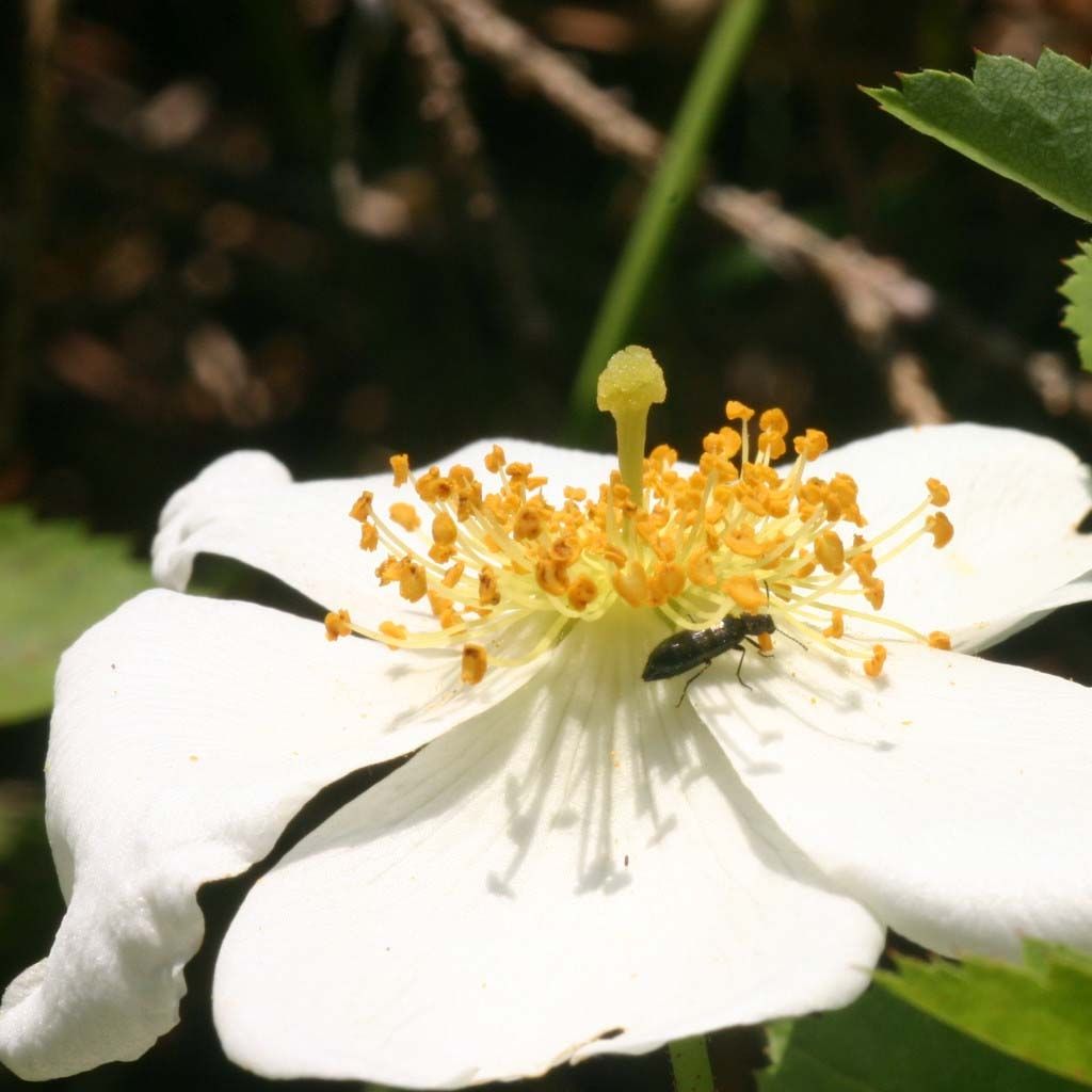 Rosa arvensis - Rosa cavallina