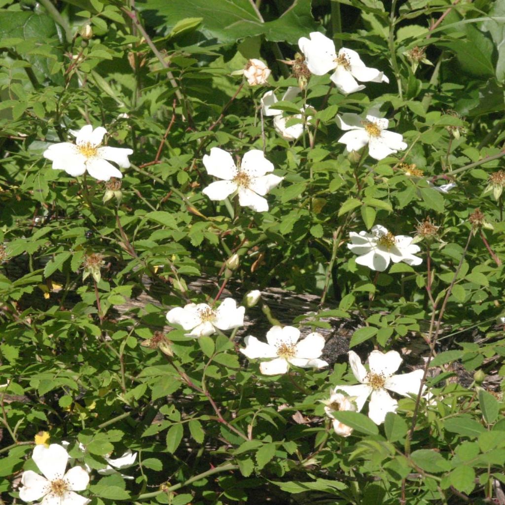 Rosa arvensis - Rosa cavallina