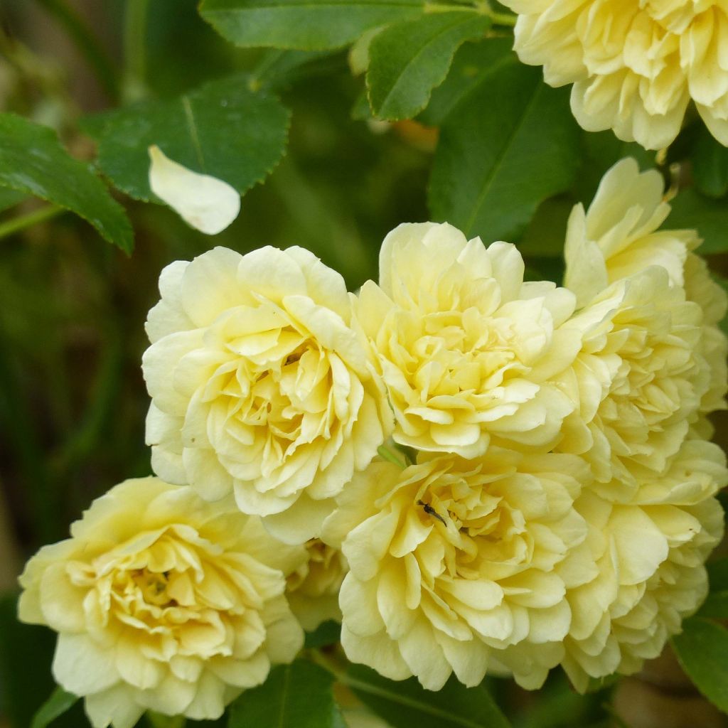 Rosa banksiae Lutea - Rosa di Lady Banks