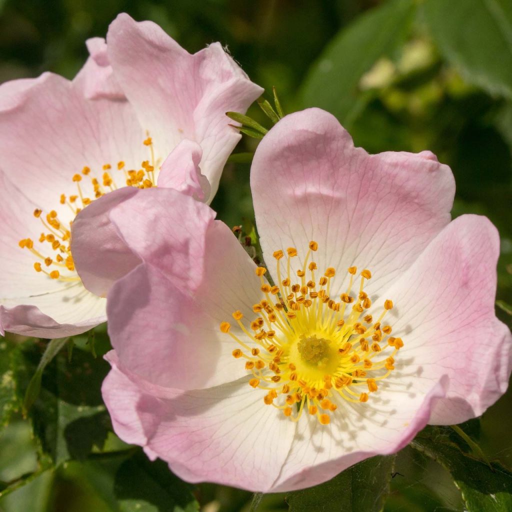 Rosa canina - Rosa selvatica comune