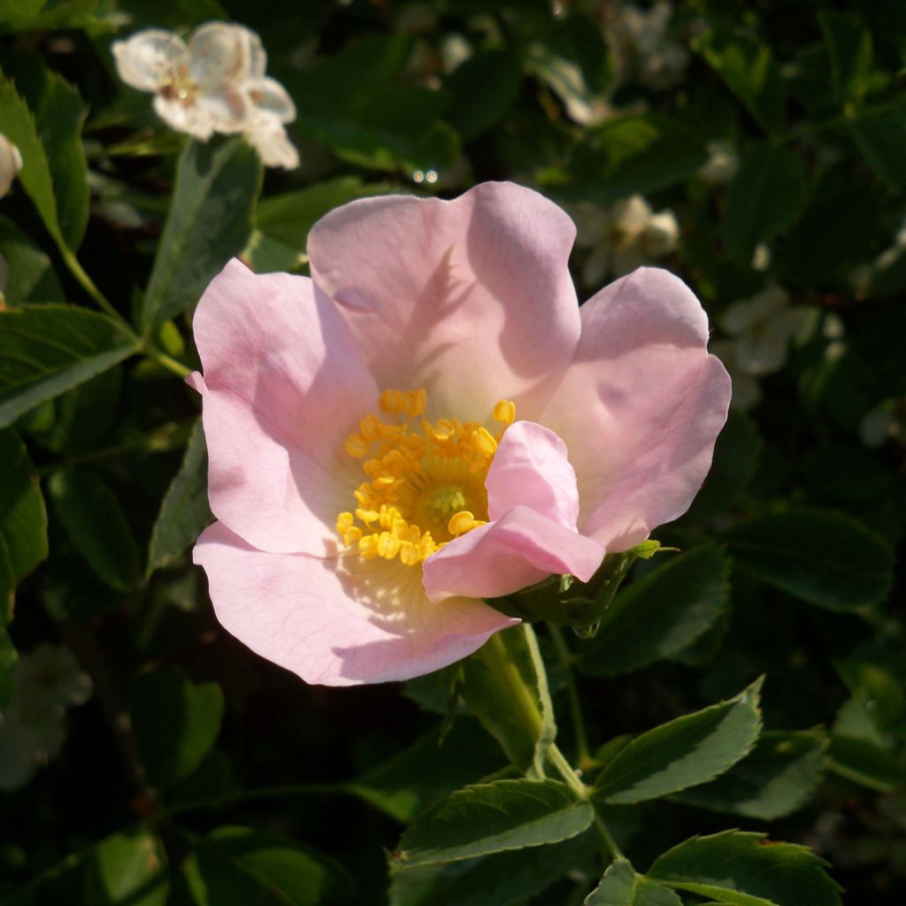 Rosa canina - Rosa selvatica comune