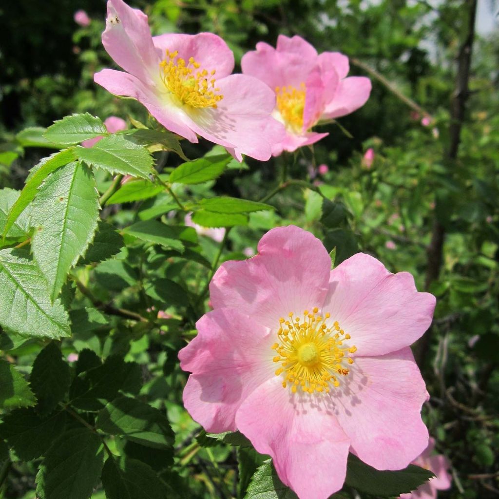 Rosa canina - Rosa selvatica comune