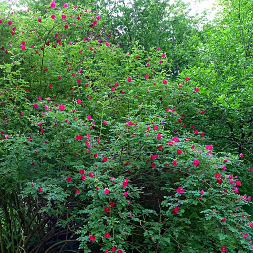 Rosa moyesii Geranium - Rose antica