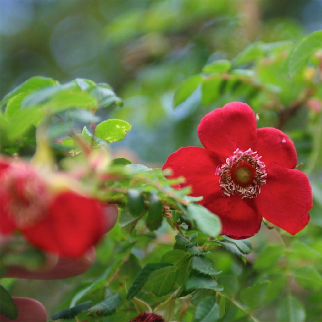 Rosa moyesii Geranium - Rose antica