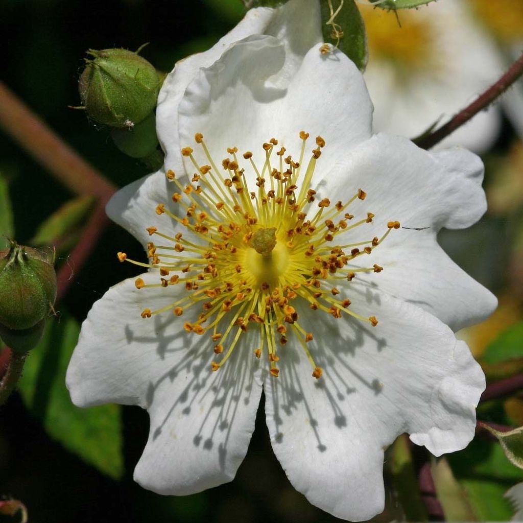 Rosa multiflora - Rosa botanico rampicante