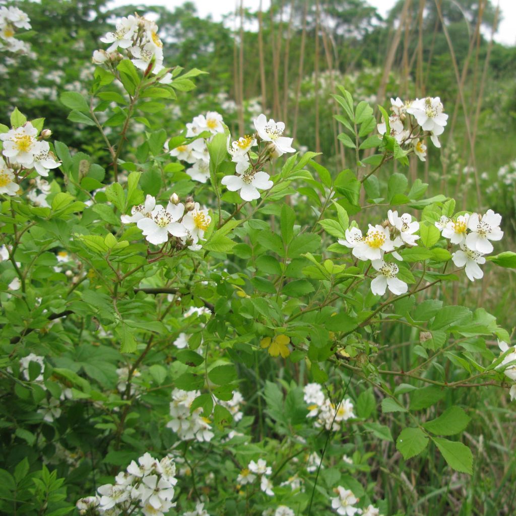 Rosa multiflora - Rosa botanico rampicante