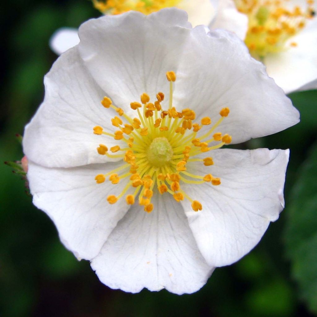 Rosa multiflora - Rosa botanico rampicante