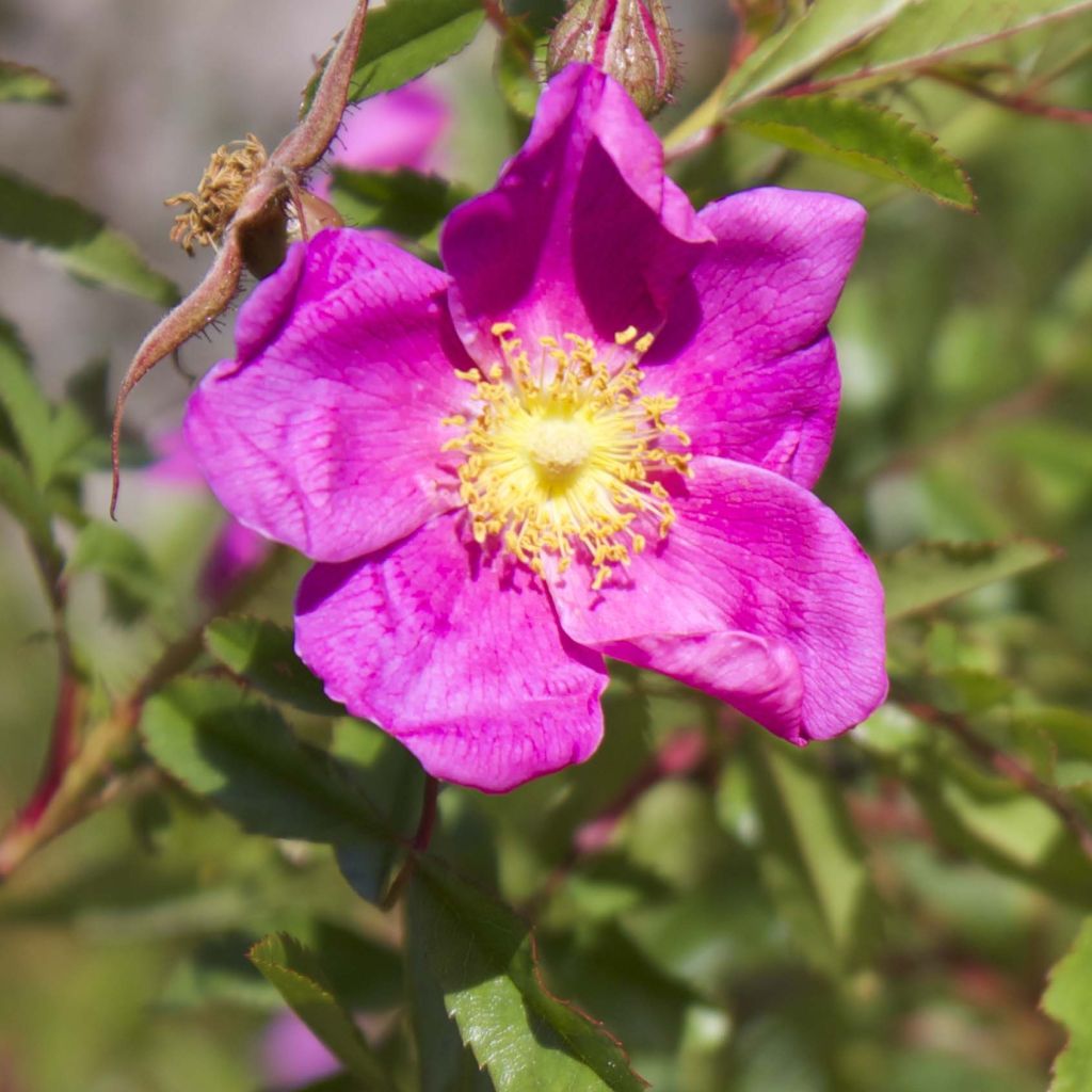 Rosa nitida - Rosa botanico