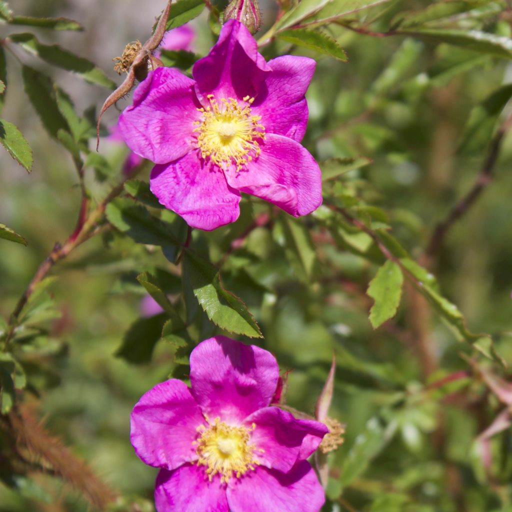 Rosa nitida - Rosa botanico