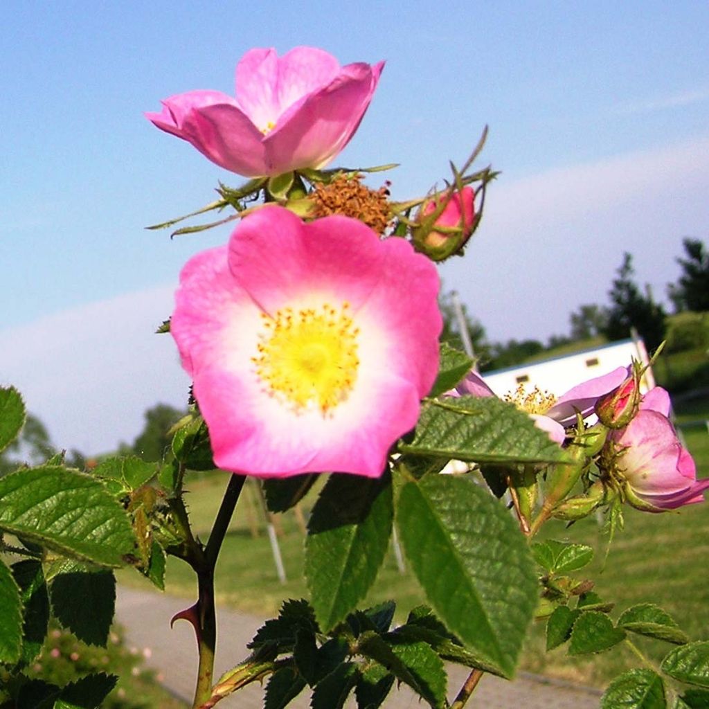 Rosa rubiginosa - Rosa balsamina