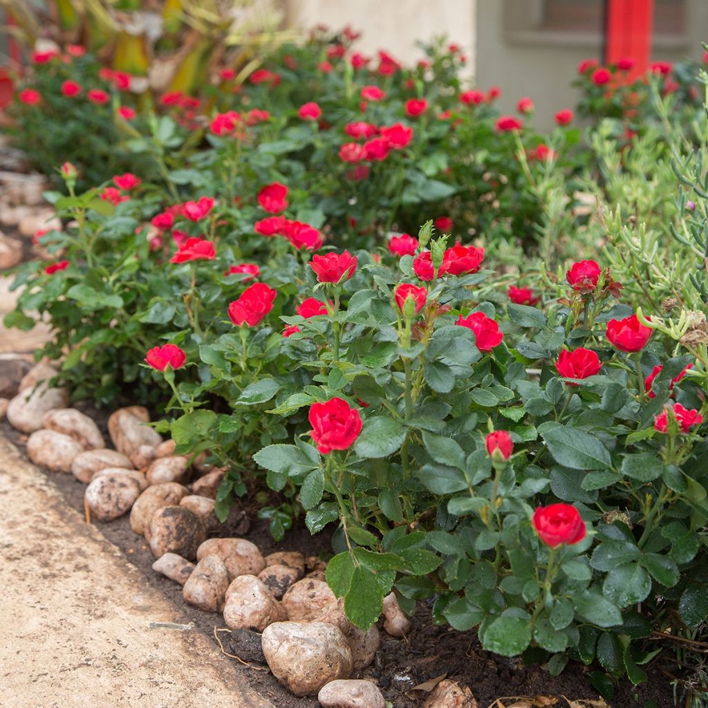 Rosa tappezzante Zepeti Meibenbino