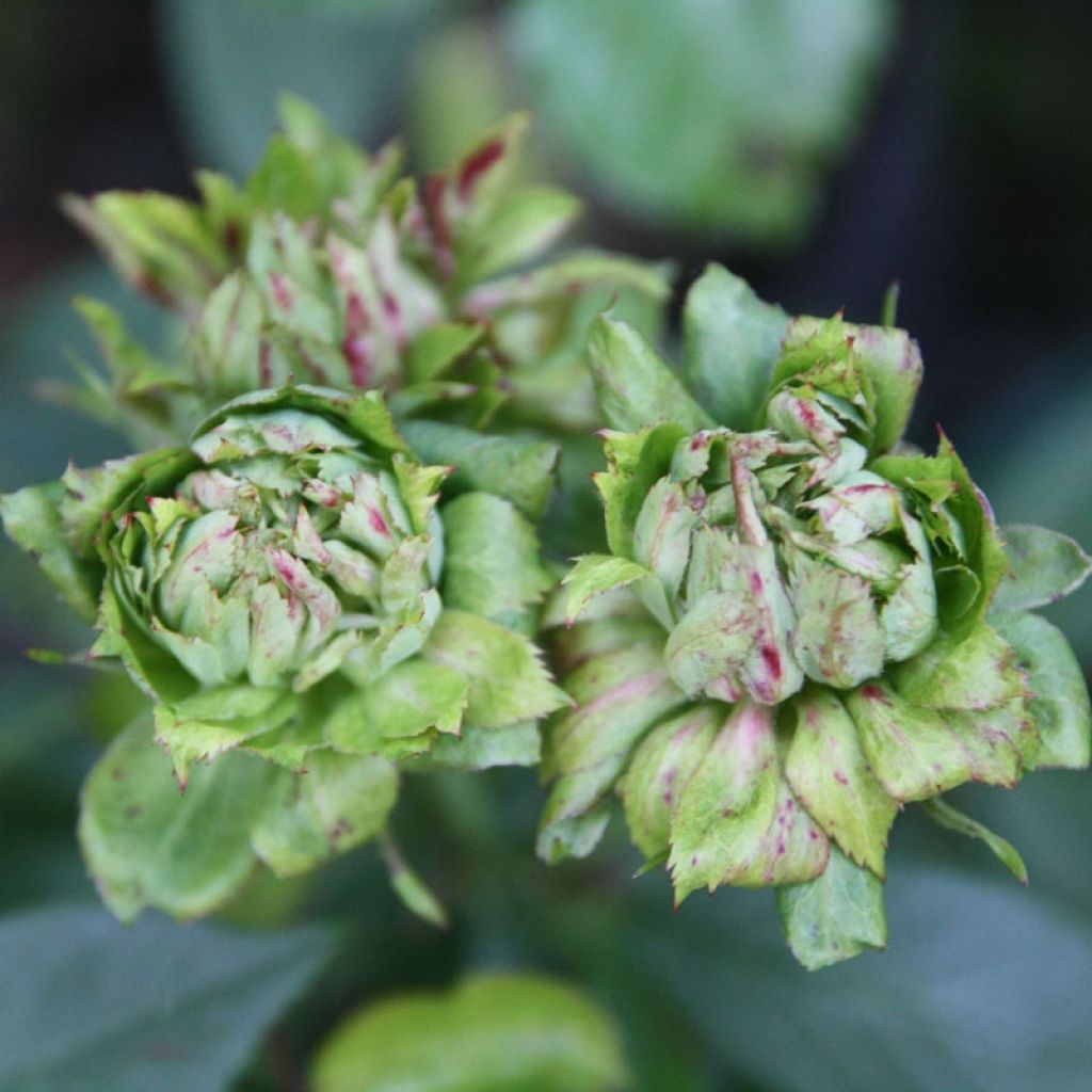 Rosa chinensis Viridiflora - Rosa cinese