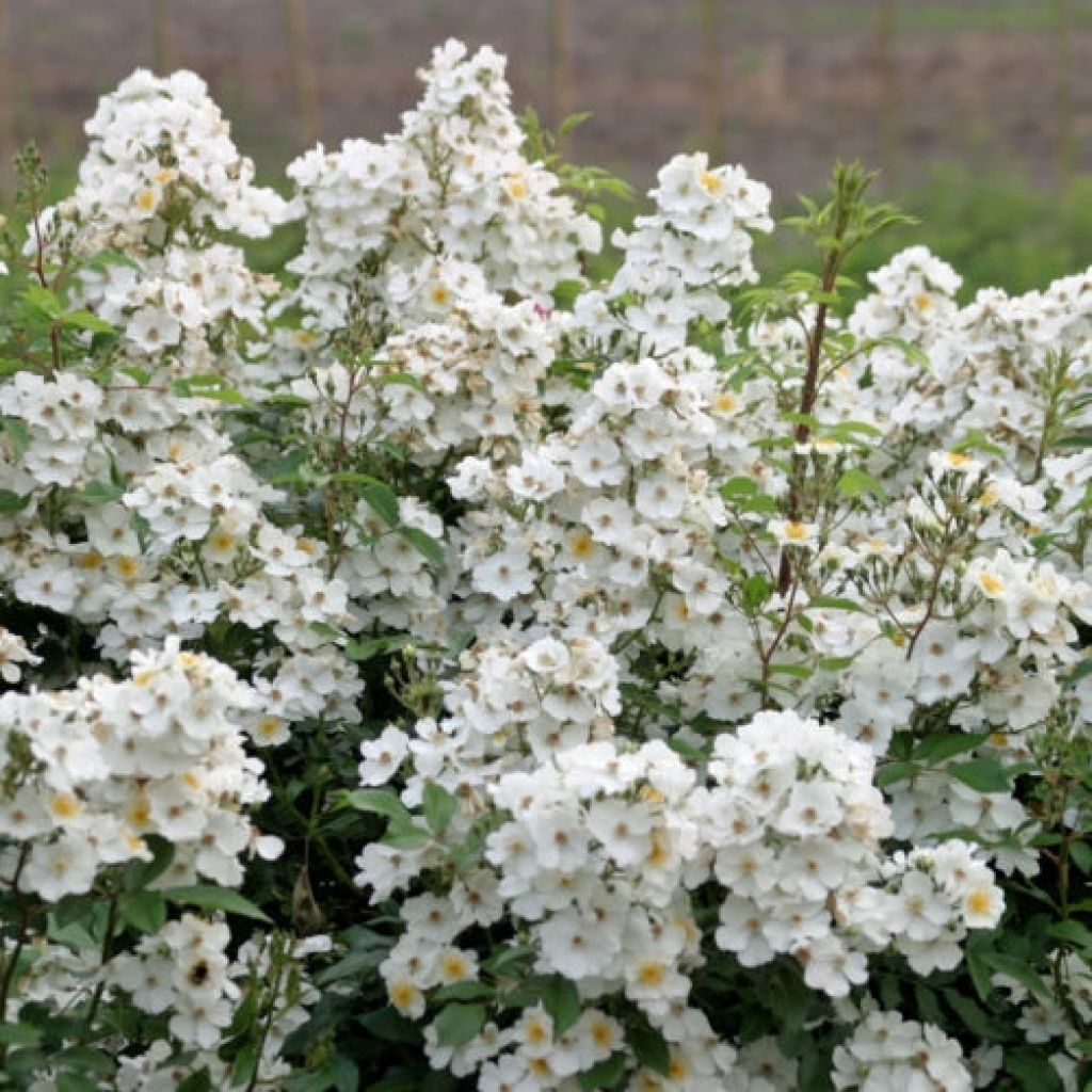 Rosa Rosanatura Alba - Rosa paesaggisticha