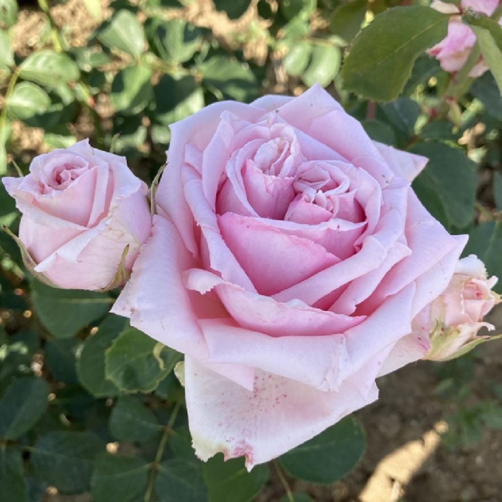 Rosa Parfum de Liberté - Rose ibrida di tea