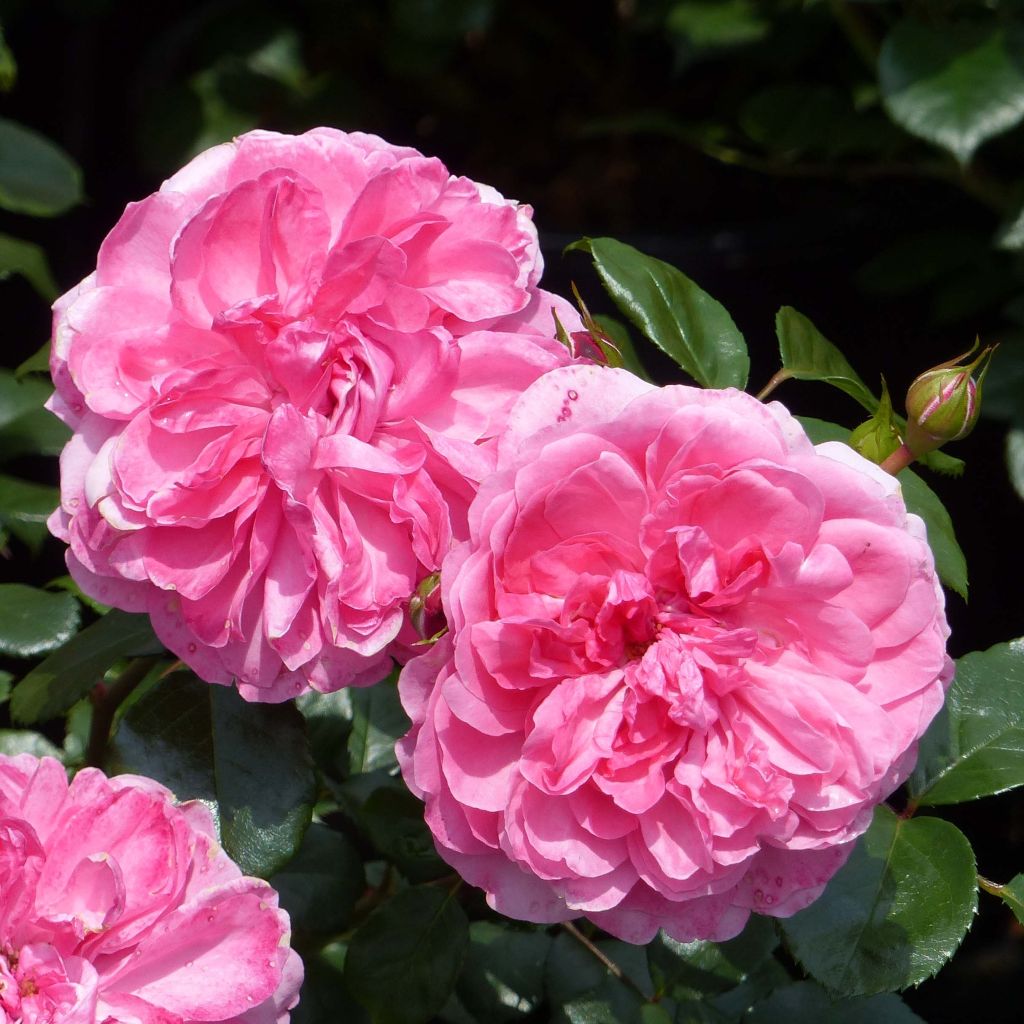 Rosa rampicante Rosarium Uetersen