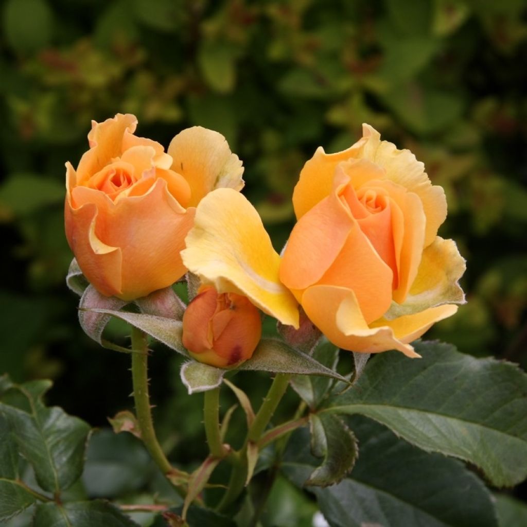 Rosa polyantha Amber Queen