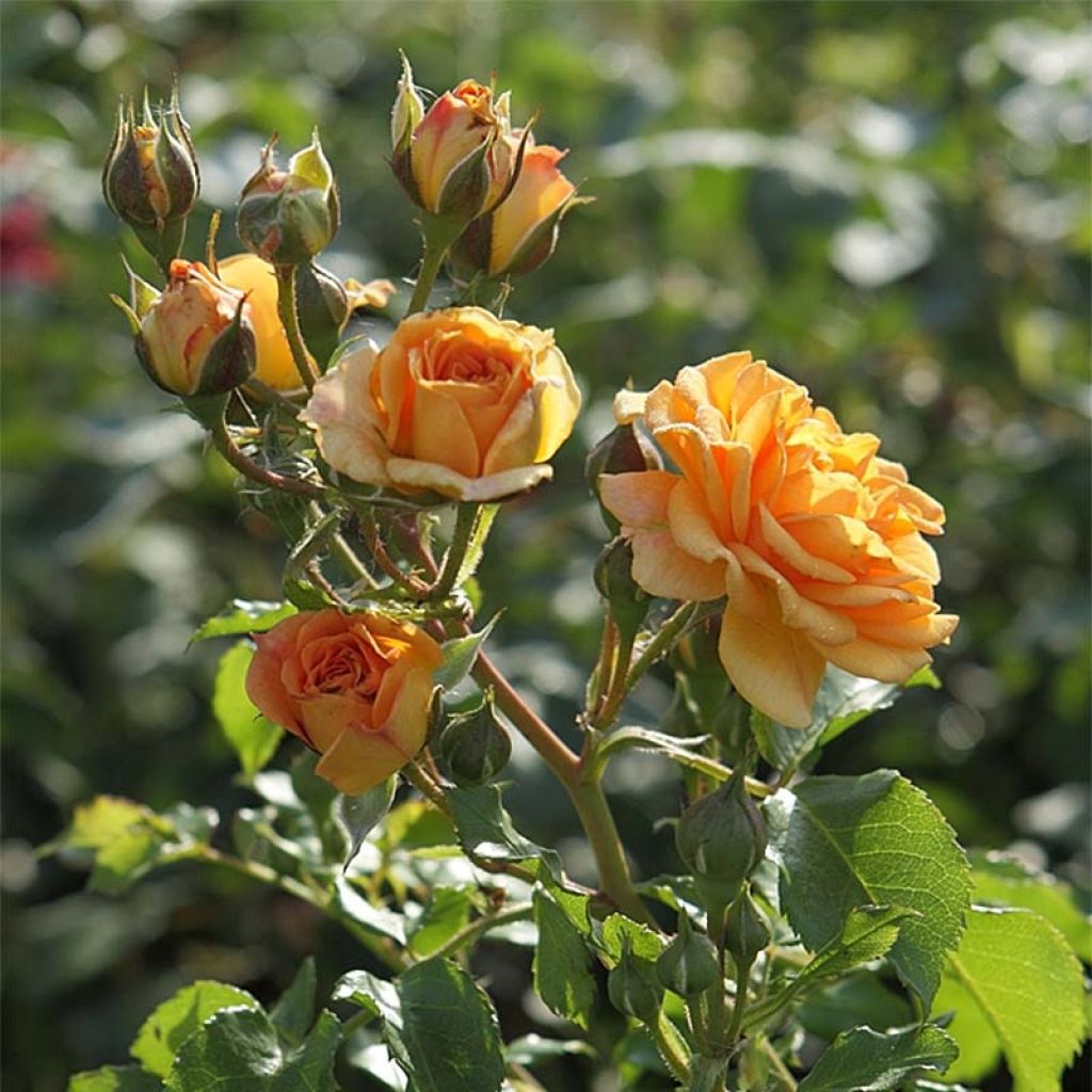 Rosa moderno Bentheimer Gold