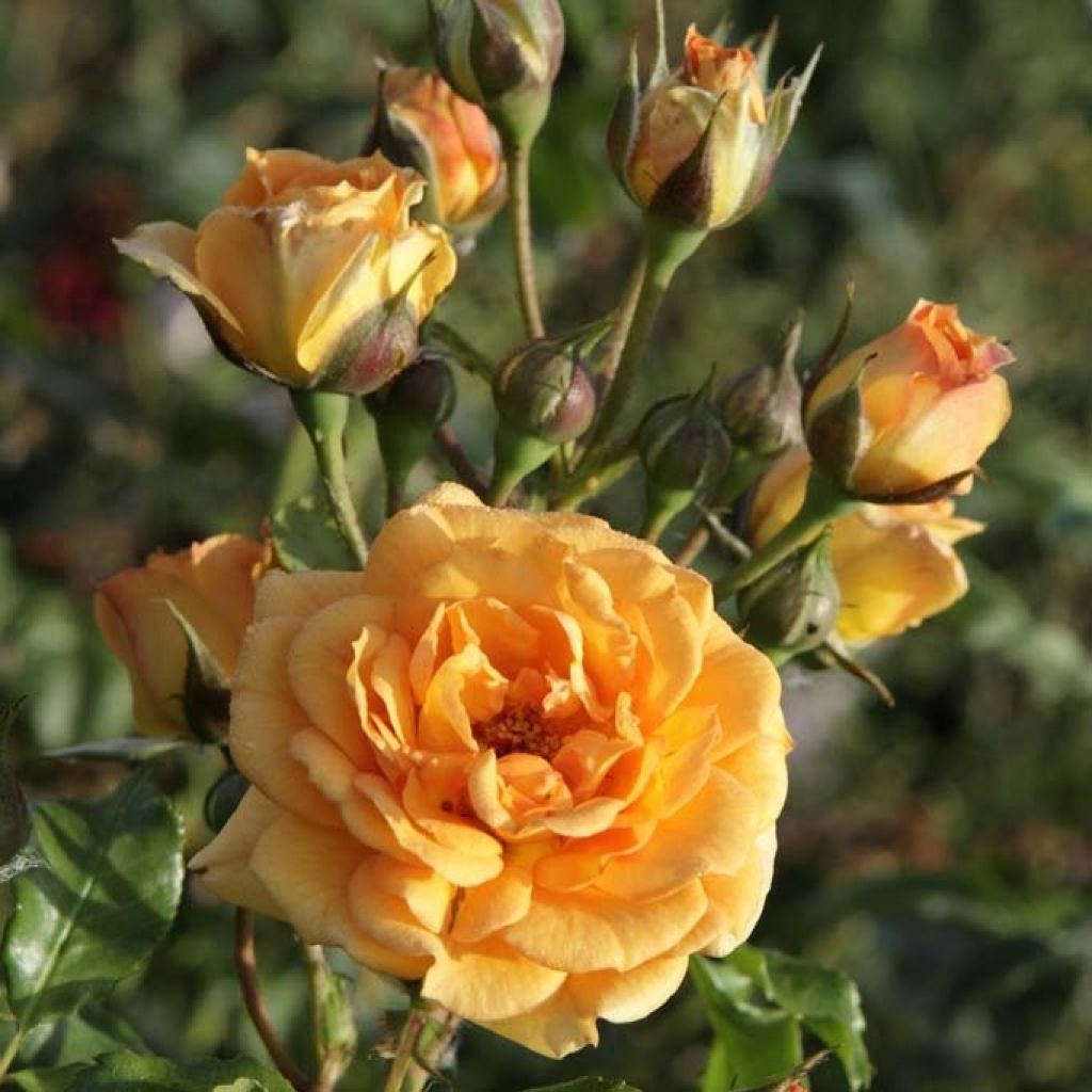 Rosa moderno Bentheimer Gold