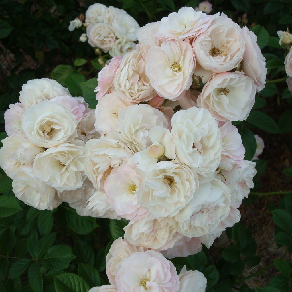 Rosa moscata Bouquet Parfait