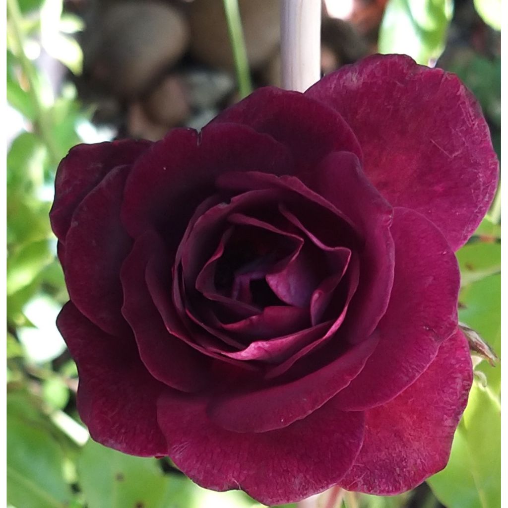 Rosa Floribunda Burgundy Ice