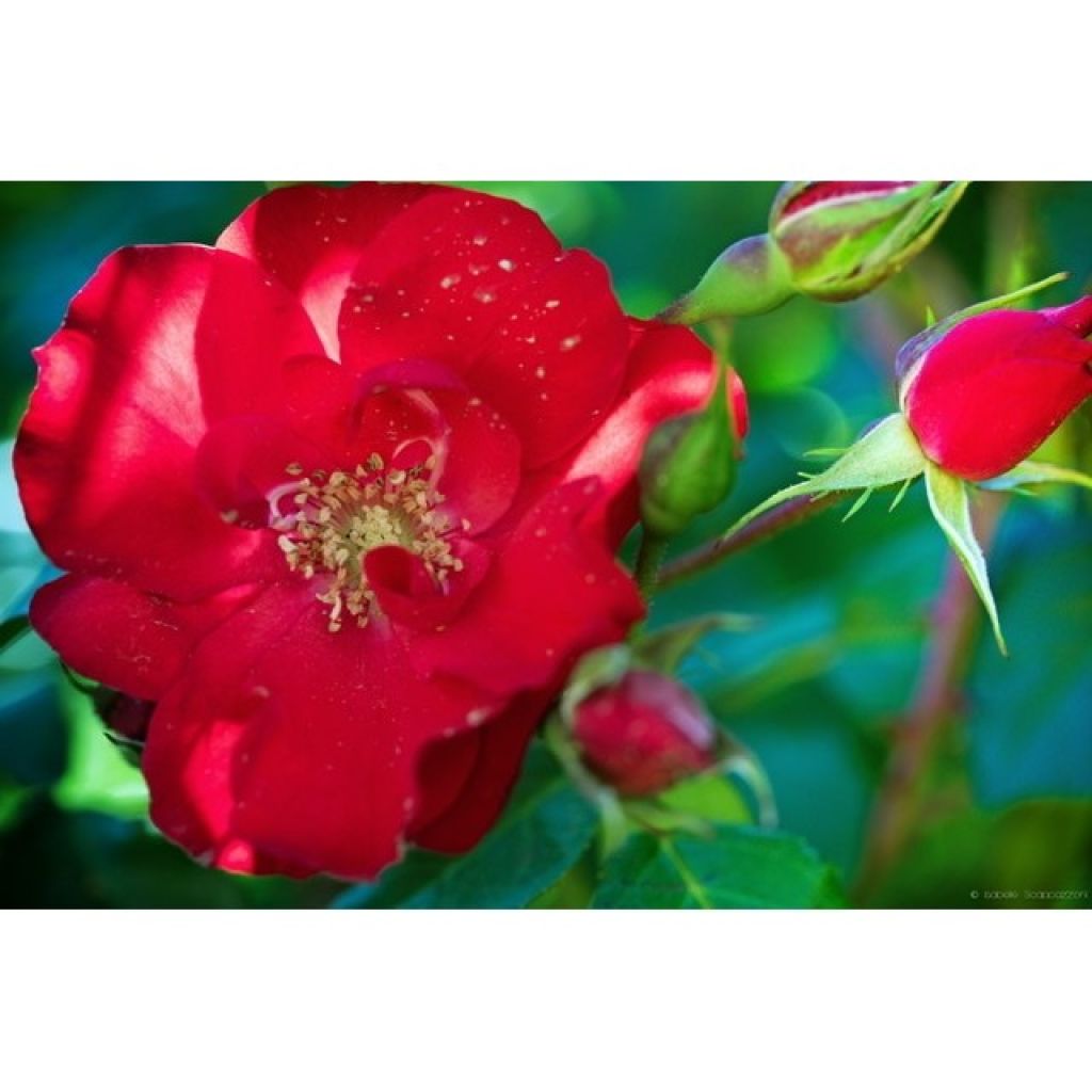 Rosa Floribunda La Sevillana Meigekanu