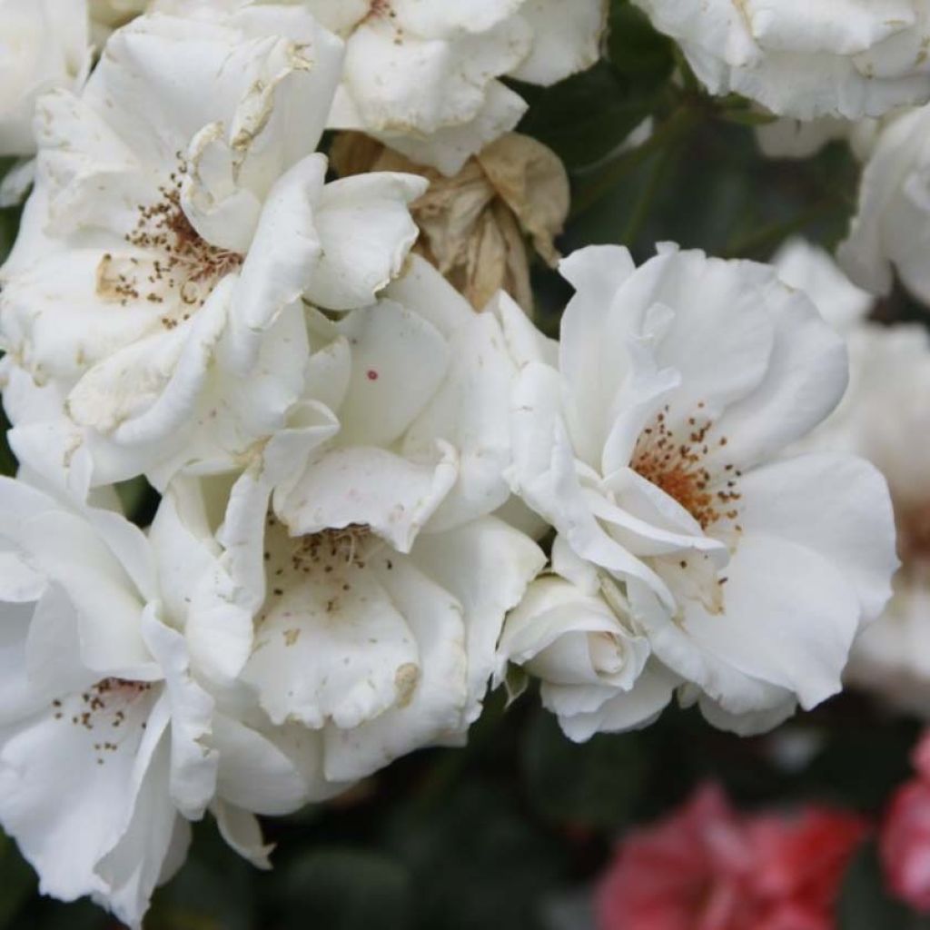 Rosa polyantha Maria Mathilda