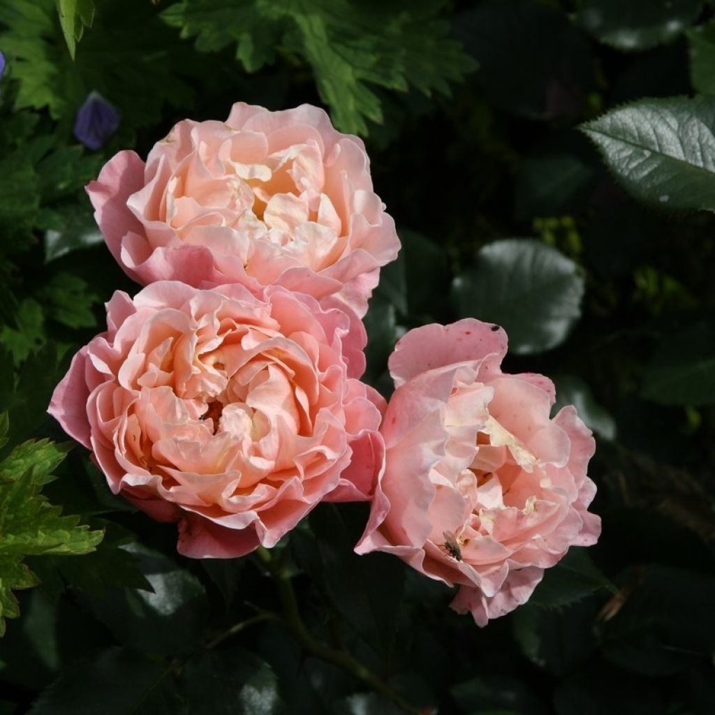 Rosa polyantha Marie Curie