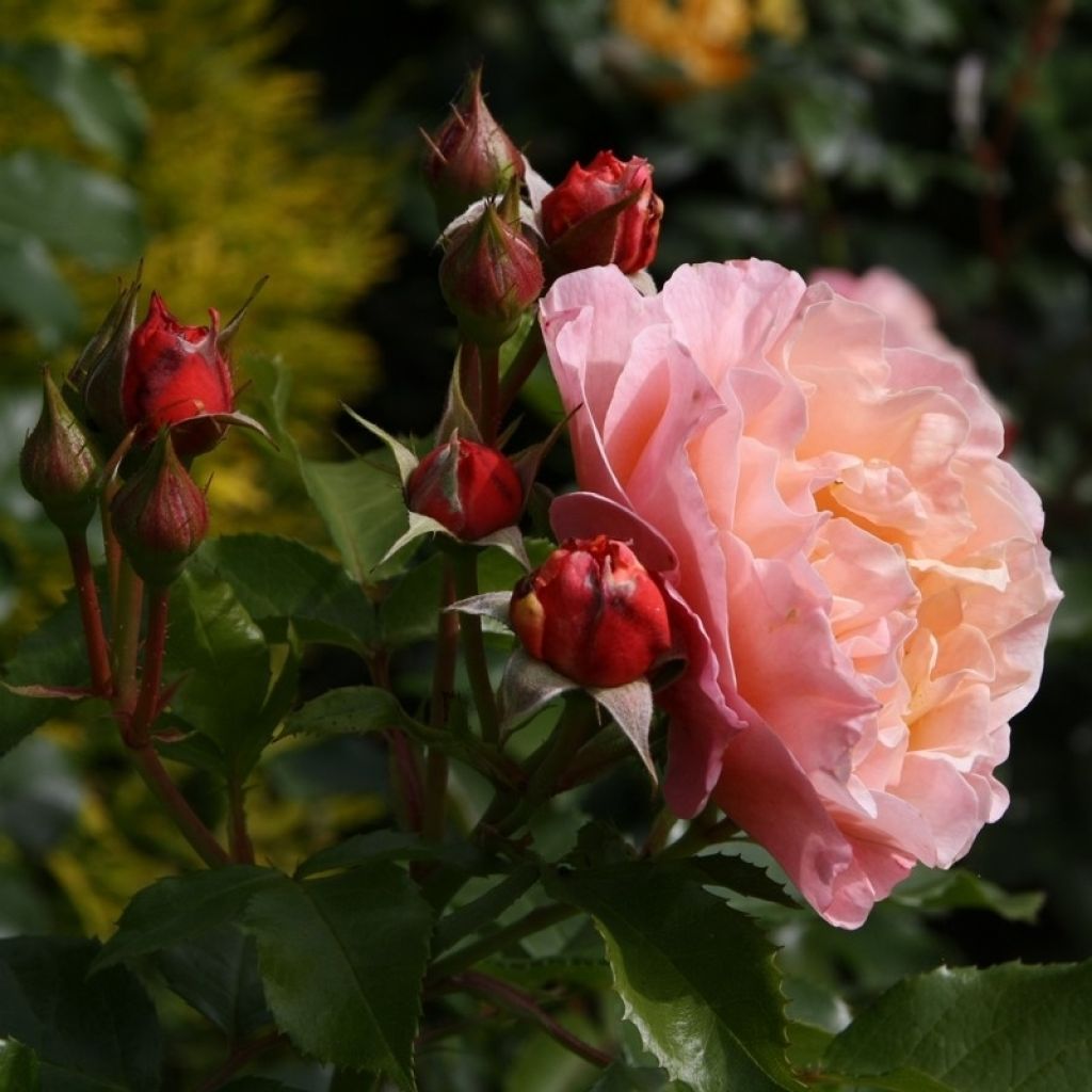 Rosa polyantha Marie Curie