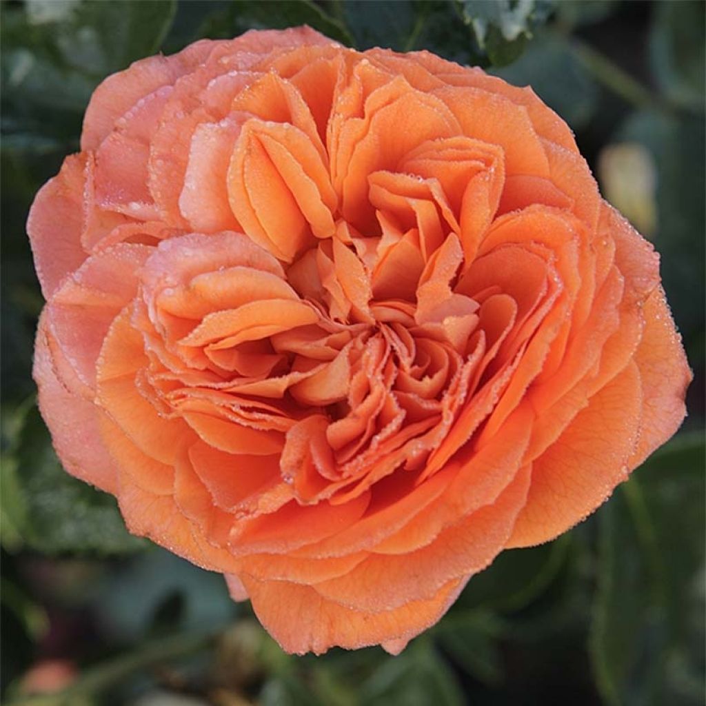 Rosa polyantha Orangerie